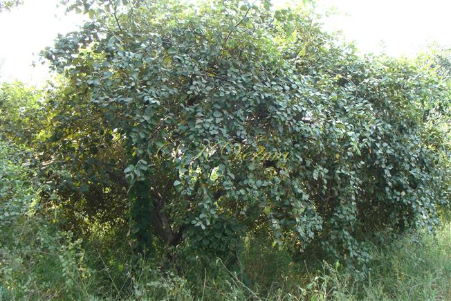  Plant